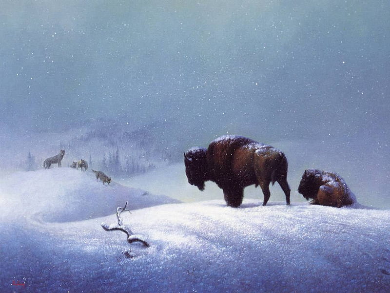 native american buffalo art