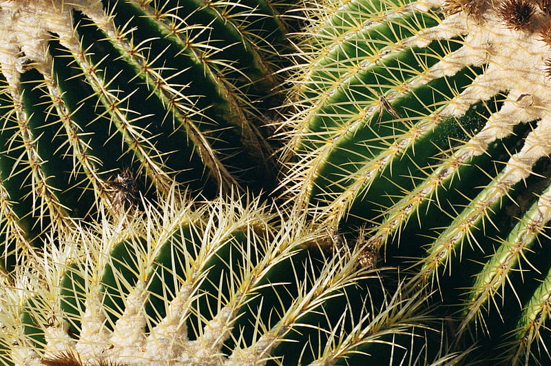 cactus, thorns, macro, plant, succulent, HD wallpaper