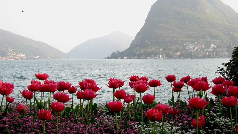 Island Flowers, wild flowers, ocean, homes, sky, bird, mountains, flowers, tulips, island, HD wallpaper