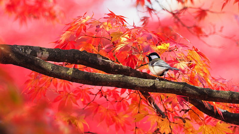 Small Bird Is Perching On Tree Branch With Colorful Leaves Nearby Animals, HD wallpaper