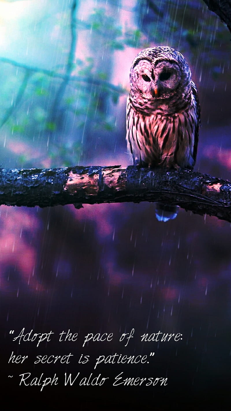 Patience, nature, owls, quotes, HD phone wallpaper