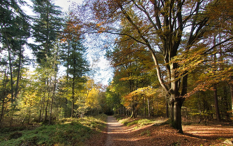 Autumn Forest Path, path, forest, autumn, road, trees, HD wallpaper ...