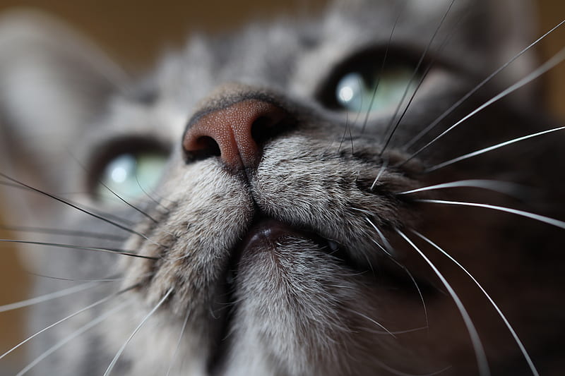 silver tabby cat closeup, HD wallpaper