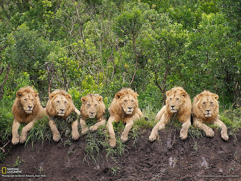 Resting Lions Tanzania-National Geographic, HD wallpaper