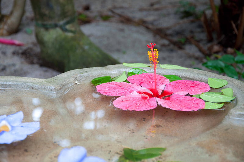 Hibiscus in stone Bowl, polynesia, float, zen, hibiscus, retreat, sea, beach, sand, stone, south pacific, bowl, exotic, hawaii, floating, water, feng shui, spa, flower, island, tropical, hawaiian, HD wallpaper