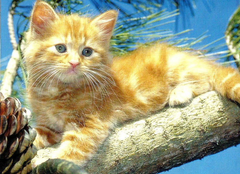 Kitten in a tree, tree, pinecone, kitten, ginger, HD wallpaper | Peakpx