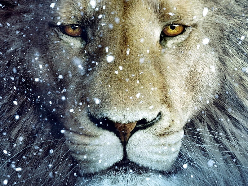 León, animal, invierno, leu, nieve, iarna, cara, sniw, Fondo de pantalla HD  | Peakpx