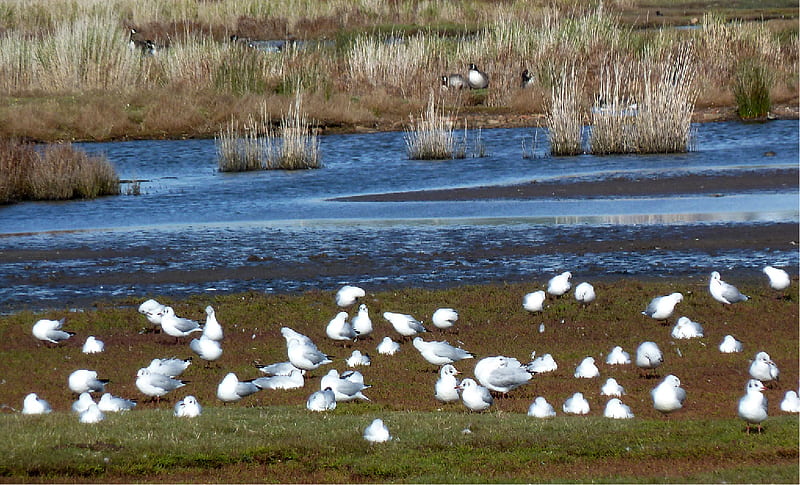 Gulls and Canada Geese, geese, weymouth, lodmoor, marshland, gulls, HD wallpaper