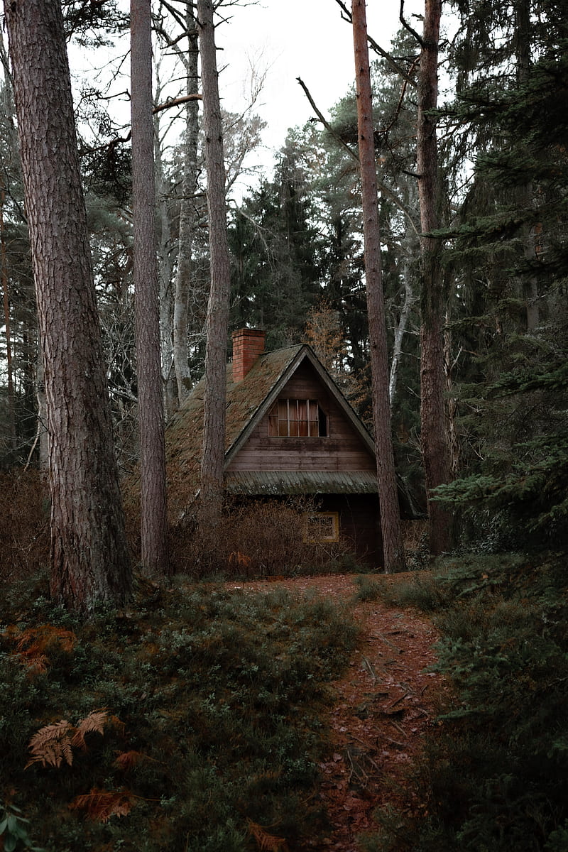 house, forest, trees, nature, solitude, HD phone wallpaper
