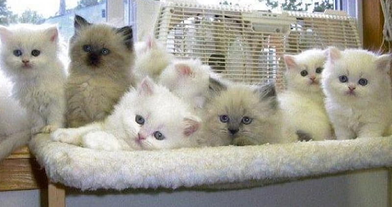 A lot of cute kittens, kittens, cats, animals, sute, HD wallpaper ...