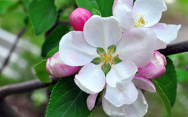 Magnolia's Flowers, flowers, magnolia, white, pink, HD wallpaper