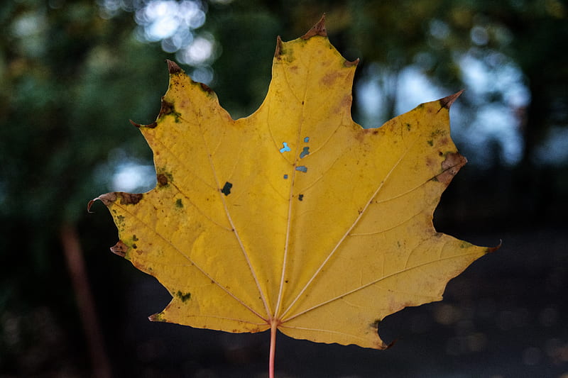 Green maple leaf in close up graphy, HD wallpaper | Peakpx