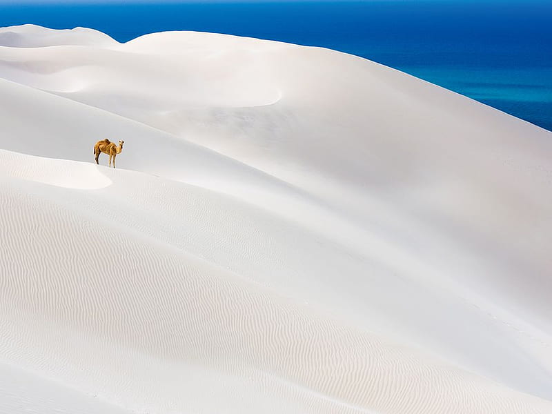 Camel In White Sand, sand, graphy, deserts, dunas, nature, white, sky, camel, HD wallpaper