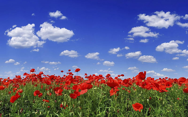Poppy Flower Field Under Blue Sky, HD wallpaper