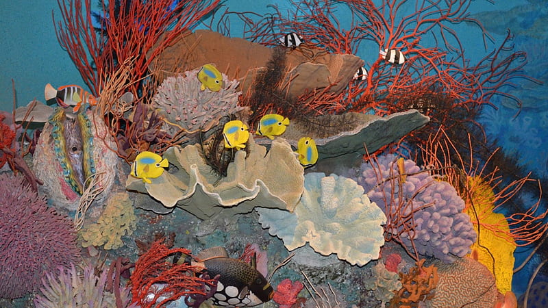 Great Barrier Coral Reef, Fish, Aquatic Life, Coral Reefs, Oceans, Australia, Nature, HD wallpaper