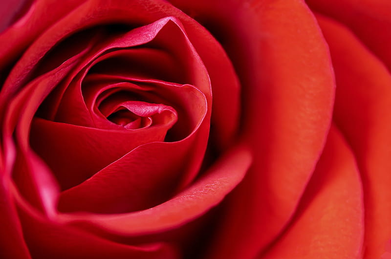 rose, flower, petals, macro, red, HD wallpaper