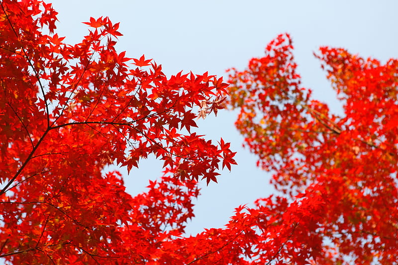 Autumn Red Leaf Orange, autumn, red, nature, leaf, HD wallpaper