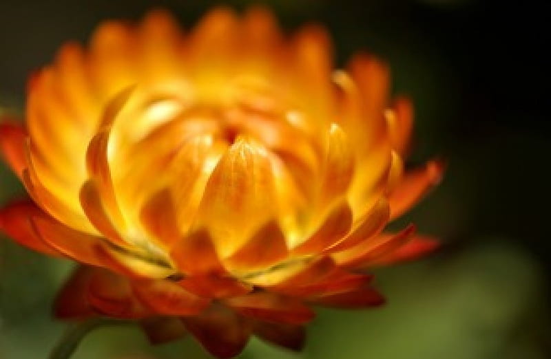 Flor, flor de naranja, flores de naranja, naranja, flores, naturaleza