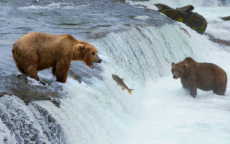 bear, fishing, salmon, wildlife, grizzly bear, river, HD wallpaper