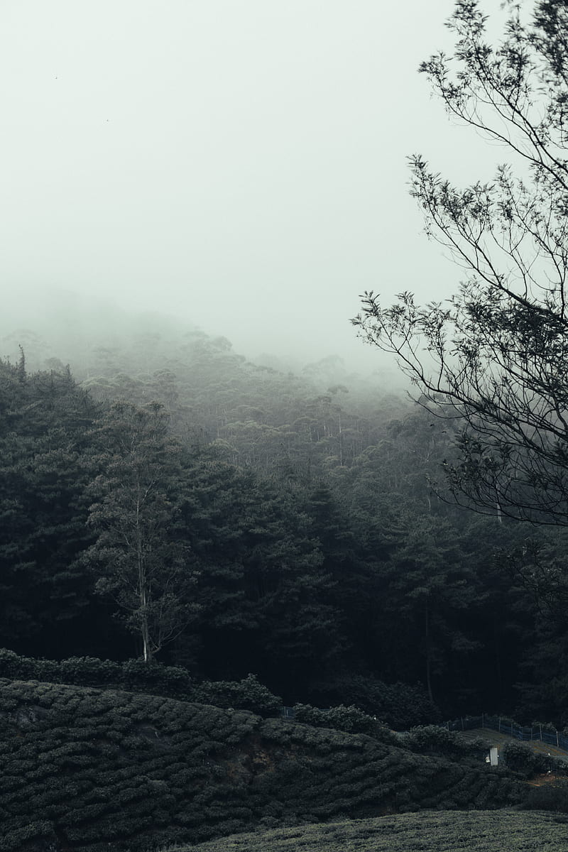 green trees on mountain during foggy day, HD phone wallpaper