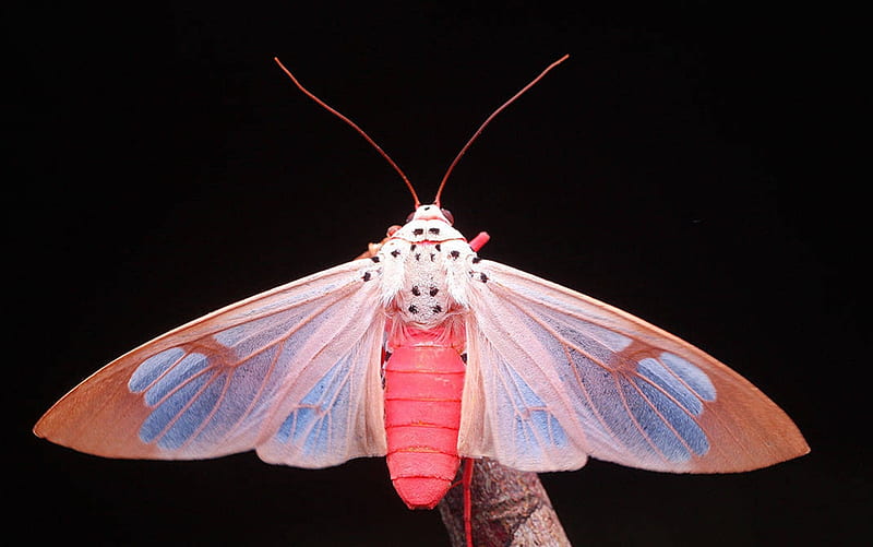 Moth, art, fantasy, luminos, butterfly, black, hou china, pink, blue, HD wallpaper