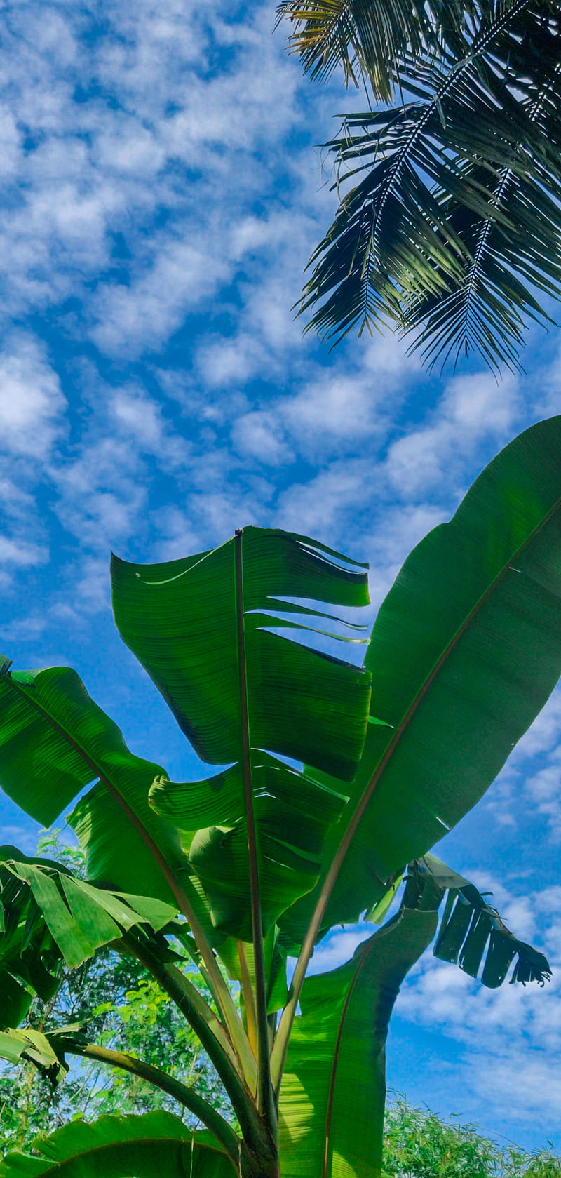 Banana leafatmorning, banana, bananatree, beaches, coconut, leaf, lights, palm, palmtree, tree, tropical, HD phone wallpaper