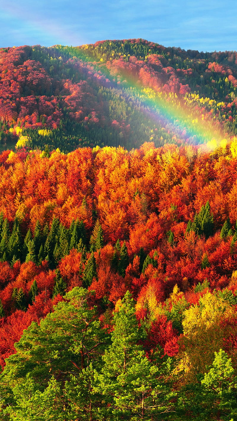 Nature , forest, foliage, fall, landscape, rainbow, HD phone wallpaper