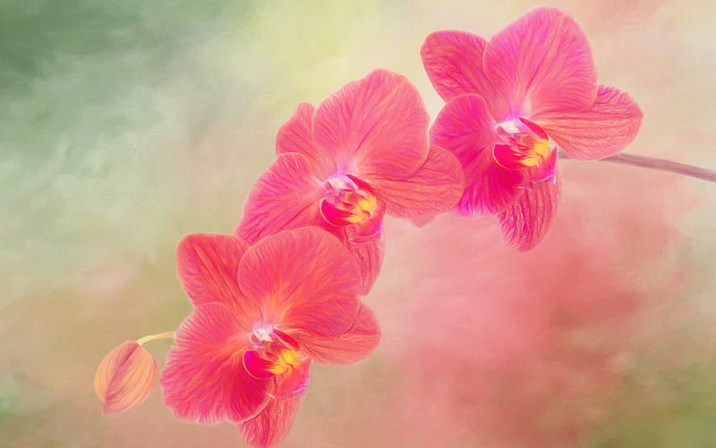 pink orchid, branch, beautiful pink flowers, orchids, potted plants, HD wallpaper