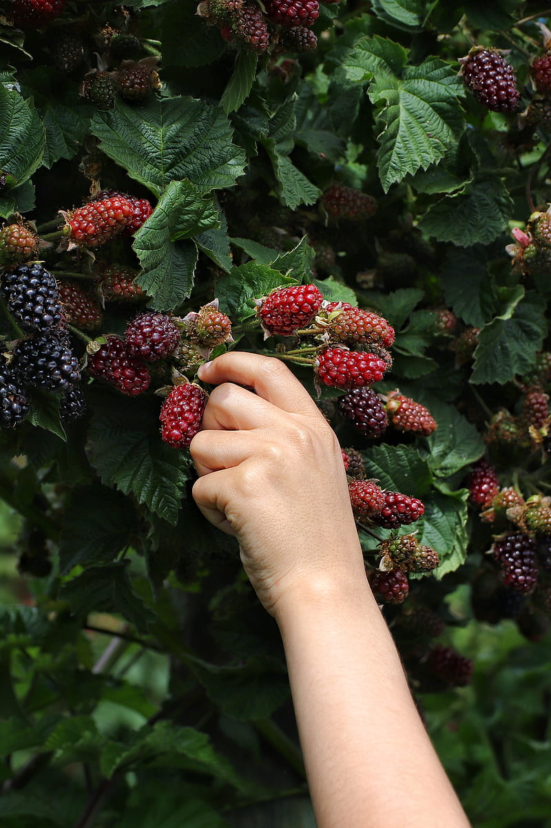 blackberry, hand, berry, leaves, HD phone wallpaper