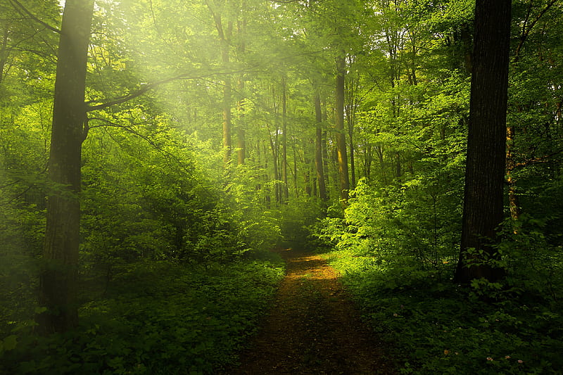 Green Forest , Woods, Trails, Pathway, Sun rays, Glade, Scenery, Nature, Dark Green Jungle, HD wallpaper
