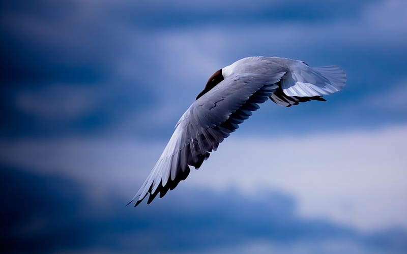 Seagull bird flying-Animal, HD wallpaper