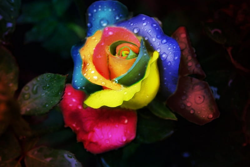 Rainbow rose with water drops., Water, Bright, Colorful, Rose, Drops ...