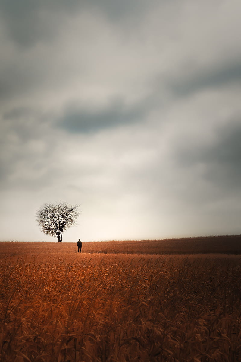 man, alone, field, tree, HD phone wallpaper