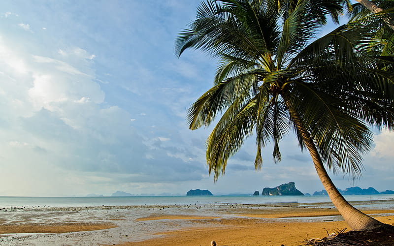 tropical island, sunset, beach, evening, sand, palm trees, Thailand, HD wallpaper