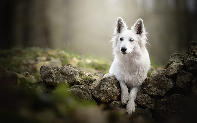 White Swiss Shepherd, forest, trees, beautiful white dog, pets, dogs, HD wallpaper