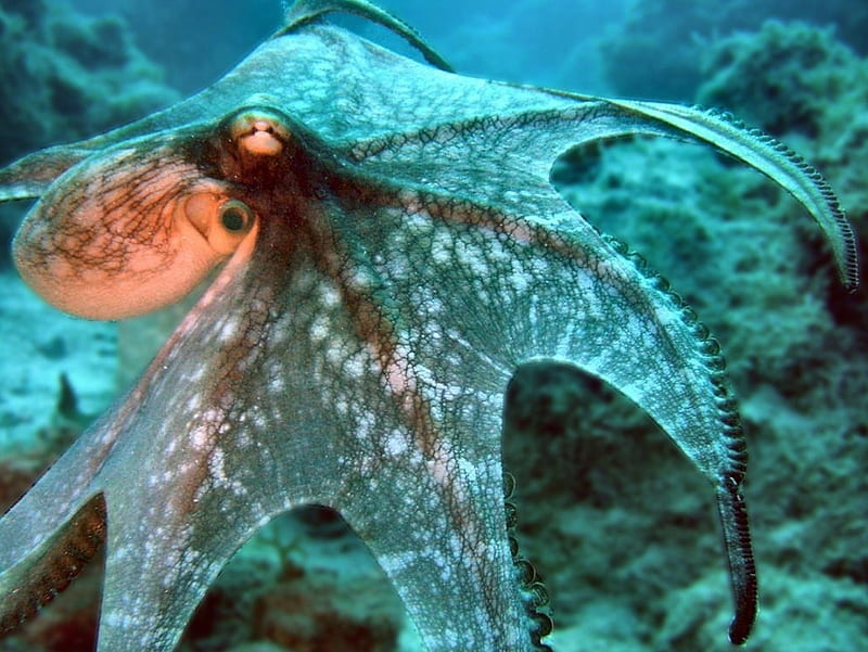 Octopus, Cephalopods, Molllusks, animals, HD wallpaper