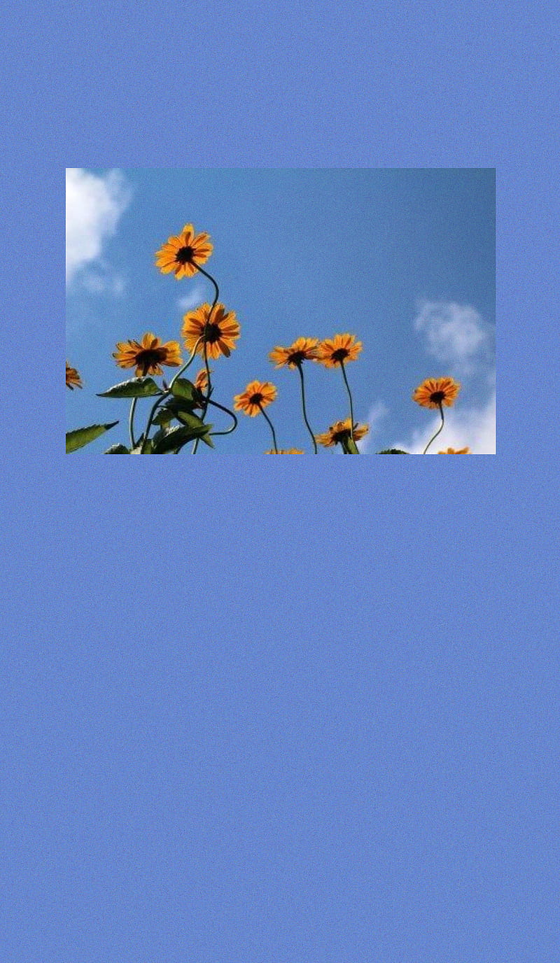 Sunflowers, aesthetic, sunflower, HD mobile wallpaper | Peakpx