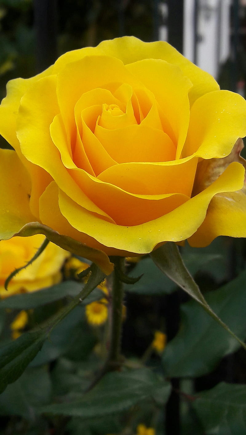Yellow Rose, flowers, nature, HD phone wallpaper