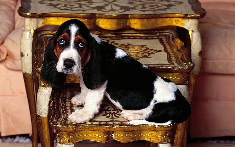 basset hound, hound, basset, canine, dog, HD wallpaper