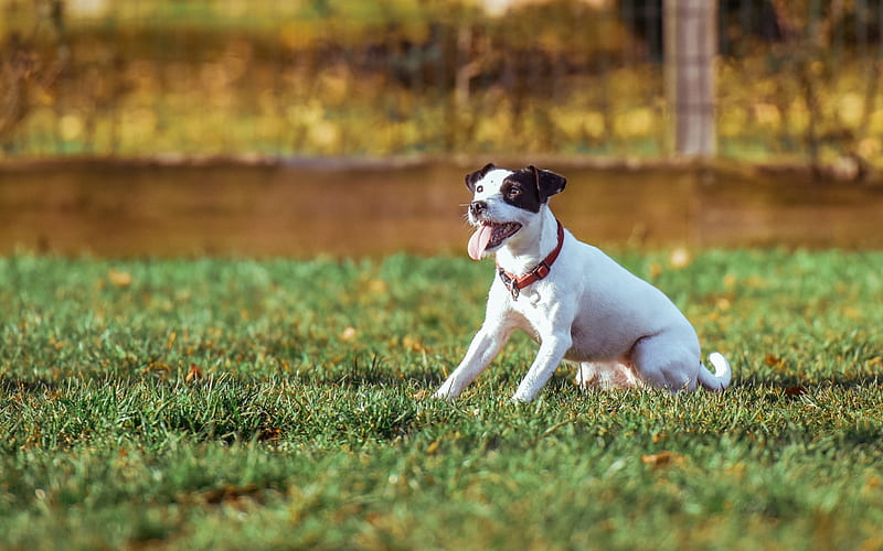 Jack Russell Terrier, lawn, pets, dogs, cute animals, Jack Russell Terrier Dog, HD wallpaper