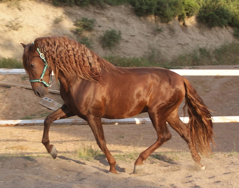 Chestnut Spanish Stallion, chestnut, andalusian, horses, spanish, HD wallpaper