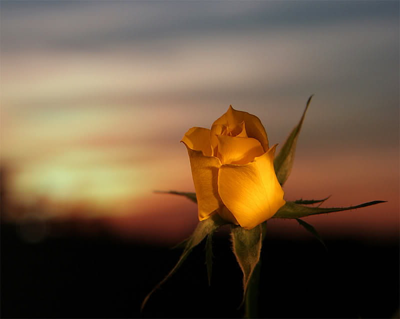 Yellow rose, rose, love, flower, flowers, sunset, roses, HD wallpaper