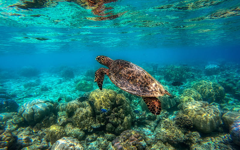 Turtle underwater, Great Barrier Reef, sea turtle, underwater world, ocean,  turtles, HD wallpaper | Peakpx