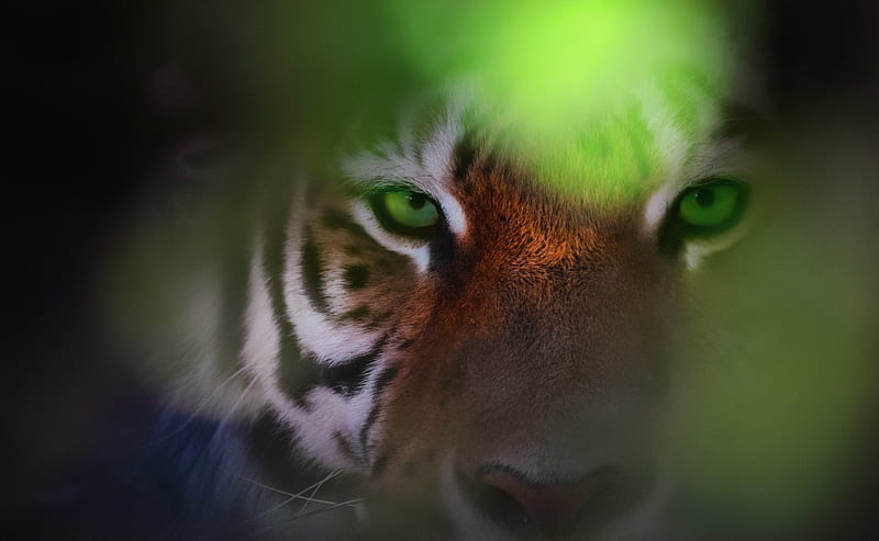 Tiger Ambush Ultra, Animals, Wild, Close, Tiger, Animal, Hidden, Ambush, observe, HD wallpaper