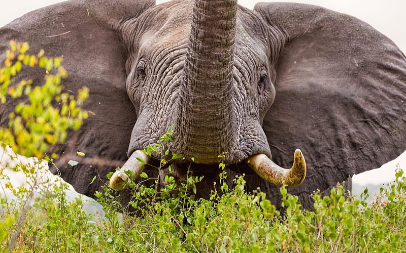 elephant, africa, wildlife, elephant trunk, HD wallpaper