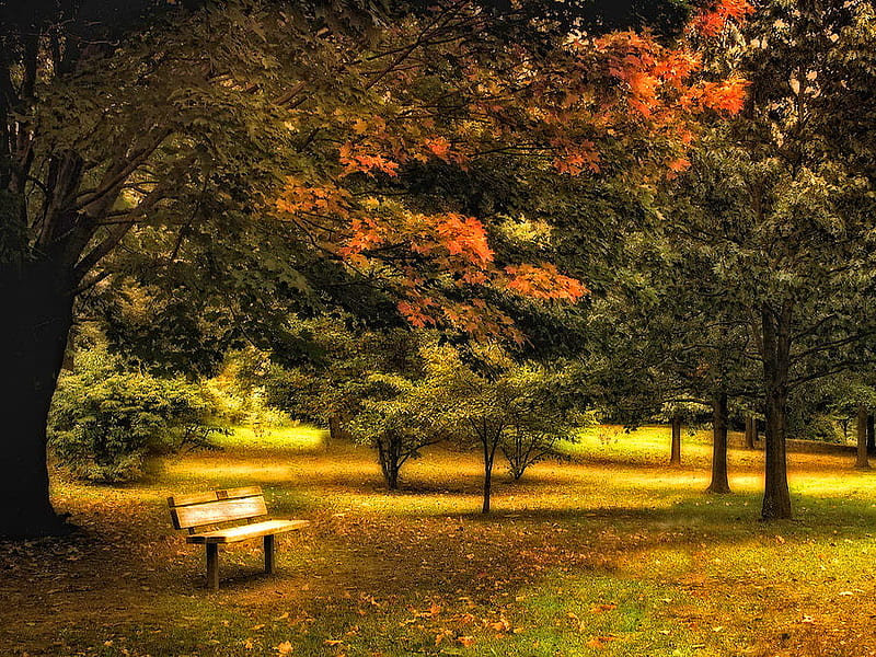 Seclusion, fall, autumn, loneliness, par, bench, nature, lonely, HD wallpaper