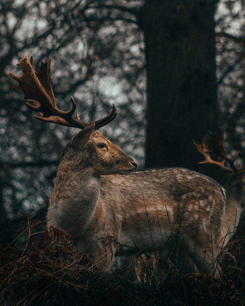 deer, antlers, animal, wildlife, HD phone wallpaper
