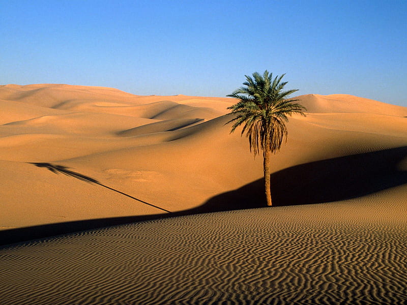 lone palm sahara desert, for you, HD wallpaper