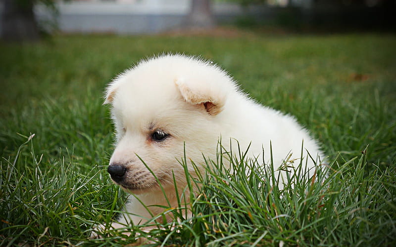 Samoyed, cute dog, white dog, lawn, puppy, cute animals, furry dog, dogs, pets, Samoyed Dog, HD wallpaper