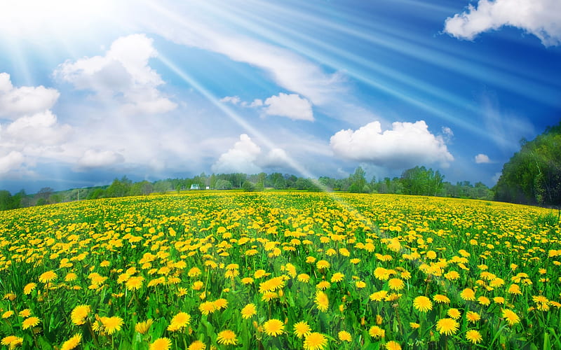 Field Of Flowers, pretty, grass, sunny, yellow, bonito, clouds, splendor, green, yellow flowers, flowers, beauty, blue, lovely, view, colors, spring, sky, trees, tree, rays, peaceful, nature, field, landscape, HD wallpaper